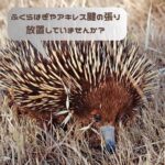 トレイル/マラソンランナーの脹脛の攣り癖、アキレス腱痛ならアクアのスポーツ鍼がGood!